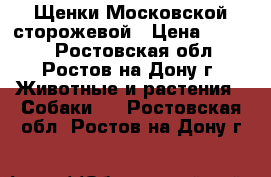 Щенки Московской сторожевой › Цена ­ 7 000 - Ростовская обл., Ростов-на-Дону г. Животные и растения » Собаки   . Ростовская обл.,Ростов-на-Дону г.